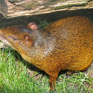 Azara's agouti (Dasyprocta azarae), 2019-07-21