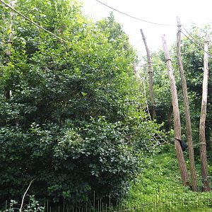 Part of the red-faced spider monkey island, 2019-07-21