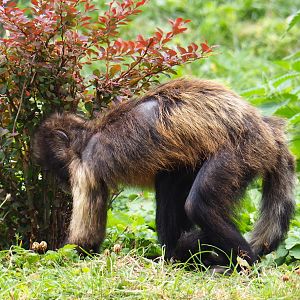 Foraging yellow-breasted capuchin (Sapajus xanthosternos), 2019-07-21