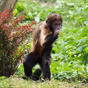 Yellow-breasted capuchin (Sapajus xanthosternos), 2019-07-21