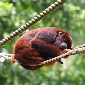 Venezuelan red howler monkey (Alouatta seniculus seniculus), 2019-07-21
