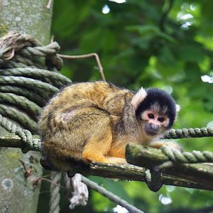 Bolivian squirrel monkey (Saimiri boliviensis boliviensis), 2019-07-21