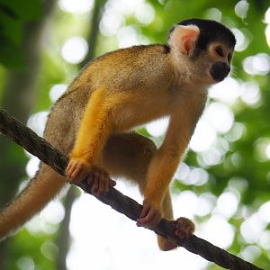 Bolivian squirrel monkey (Saimiri boliviensis boliviensis), 2019-07-21