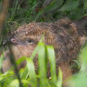 Juvenile red-legged seriema (Cariama cristata), 2019-07-21
