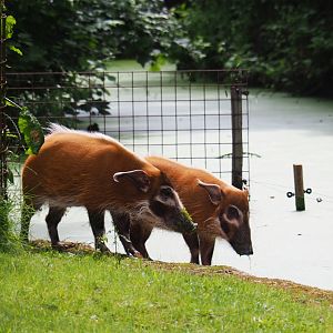 Red river hogs (Potamochoerus porcus), 2019-07-21