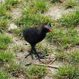 Wild Eurasian common moorhen chick (Gallinula chloropus chloropus), 2019-07-21