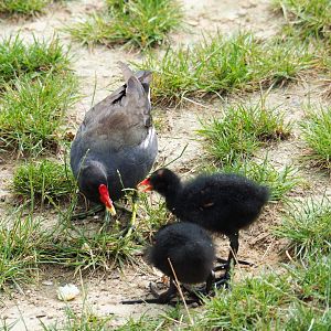 Wild Eurasian common moorhen with chicks (Gallinula chloropus chloropus), 2019-07-21