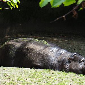 Pygmy hippopotamus (Hexaprotodon liberiensis), 2019-07-21