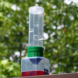 Wasp trap, 2019-07-21