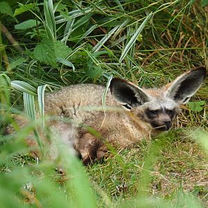 South African bat-eared fox (Otocyon megalotis megalotis), 2019-07-21