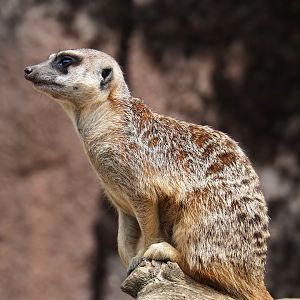 Meerkat (Suricata suricatta), 2019-07-21
