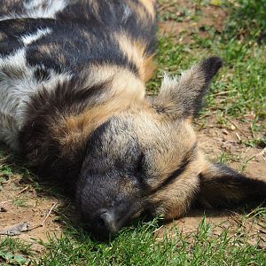 African hunting dog (Lycaon pictus), 2019-07-21