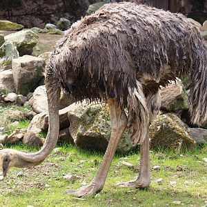 South African ostrich (Struthio camelus australis), 2019-07-21