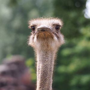 South African ostrich (Struthio camelus australis), 2019-07-21