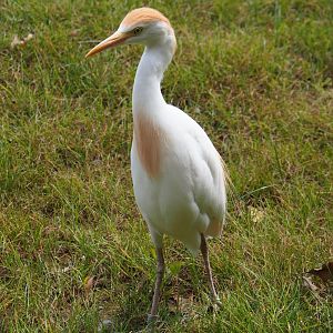 Western cattle egret (Bubulcus ibis ibis), 2019-07-21