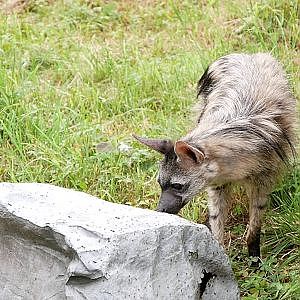 Free Lunch for the Southern Aardwolf @ Hamerton Zoo - YouTube