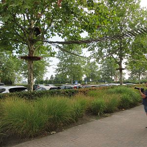 Red Panda (near parking lot!)