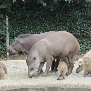 Lowland Tapirs + Capybaras