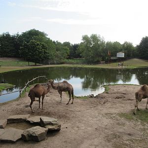 Outback - Dromedary Exhibit