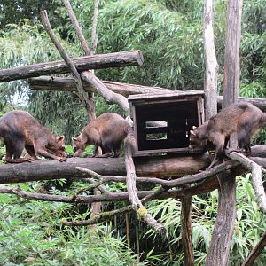Crab-eating Raccoons