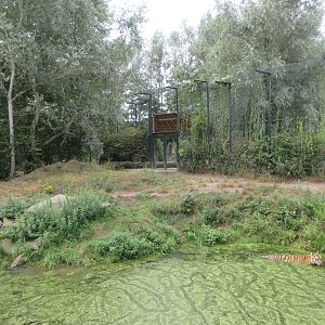 Tiger Exhibit - tiger in pool
