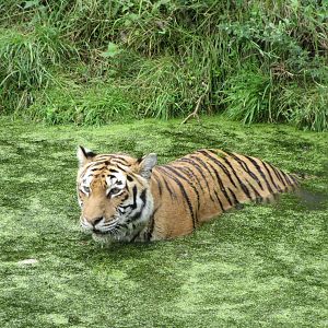 Tiger in pool