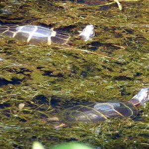 Painted turtles (Chrysemys picta) (ID by Great Argus)