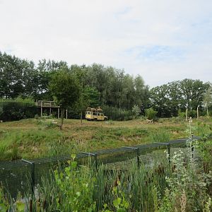 African Lion Exhibit (with 6 males)