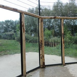 African Lion Exhibit (with 6 males)