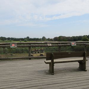 African Lion Exhibit (with 6 males)