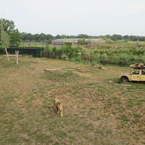 African Lion Exhibit (with 6 males)