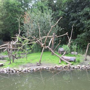 Madagascar - Alaotran Gentle Lemur Exhibit