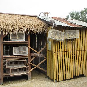 Madagascar Walk-through Exhibit