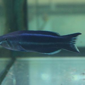Four-line wrasse - Larabicus quadrilineatus