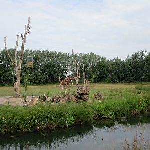 Reticulated Giraffe Exhibit