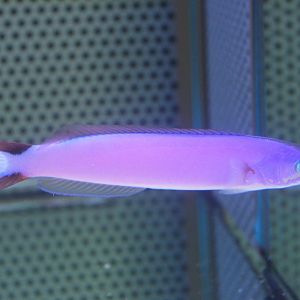 Purple sand tilefish - Hoplolatilus purpureus