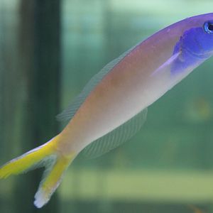 Bluehead tilefish - Hoplolatilus starcki
