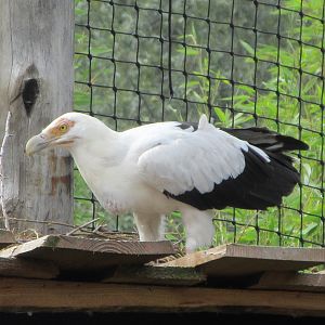 Palm-nut Vulture