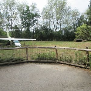 African Wild Dog Exhibit (with a plane!)