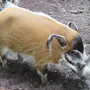 Red River Hog
