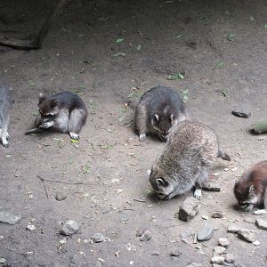 5 Raccoons