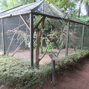 Common Marmoset Exhibit