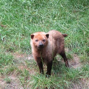 Bush Dog