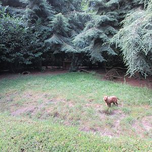 Bush Dog Exhibit