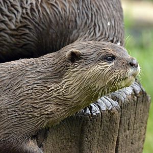 Asian or Oriental short clawed otter