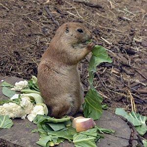 Prairie dog
