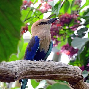 Blue bellied roller