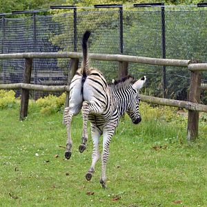 Chapman's zebra foal