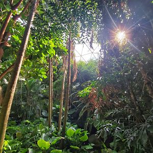Aug. 2019 - Indonesian Rain Forest - Dome