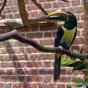 Green aracari